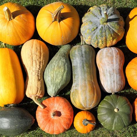 Everything You Need to Know About Winter Squash