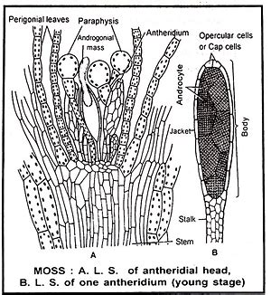 Funaria - Class 11 PDF Download