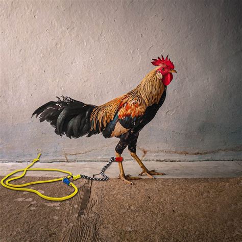 Advancedestore Murgee Leg Rope, Rooster Leash for Hen and Chicken ...