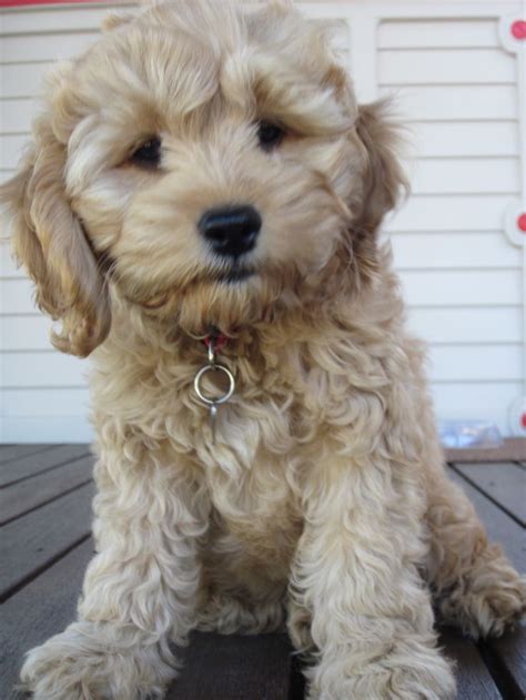 Image result for Spoodle Cockapoo