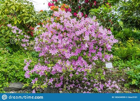 Large Flowering Plants 2 stock image. Image of garden - 183434599