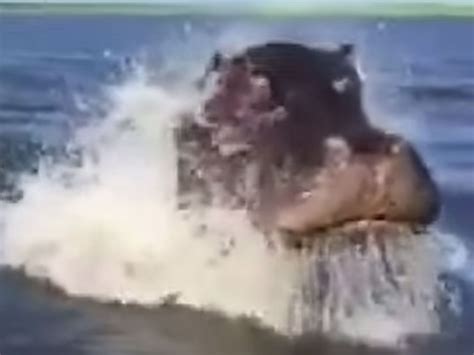 Video: Incredible video shows angry hippo chase down speedboat in ...