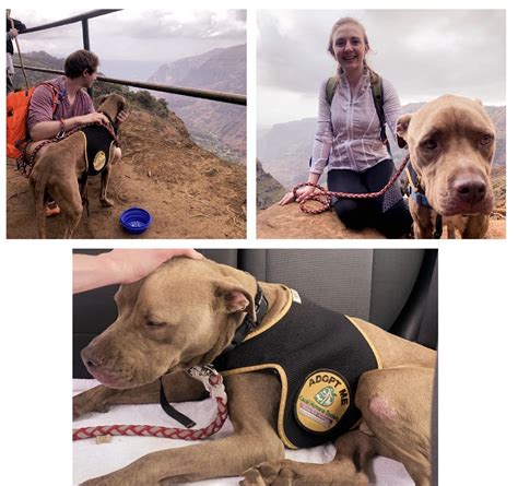 Kauai Humane Society offers “field trips” where you take a dog on a day ...