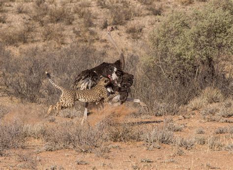 What Are Cheetahs Predators