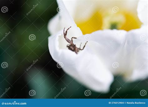 Thomisidae on Flower. Thomisidae Spider (Golden Crab Spider) on White ...