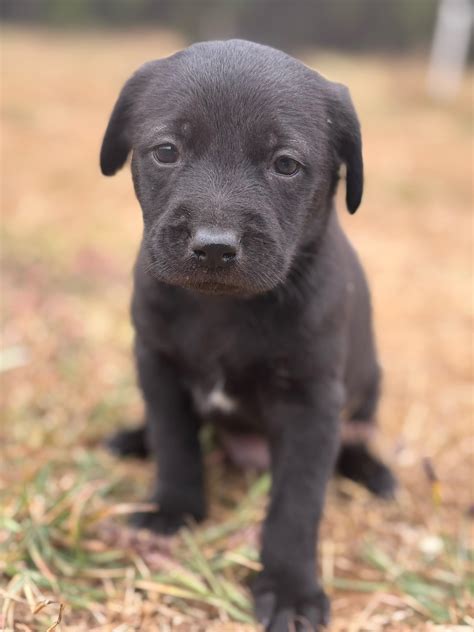 BAAP | Barket Animal Adoption Portal | Adopt Don't Shop