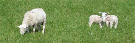 Sheep Care 的图像结果