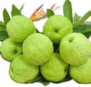 GOROOT Guava, Amrood, Amrud, Psidium, Guajava Seed Price in India - Buy ...