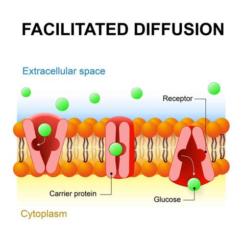 Image result for Cellular Diffusion