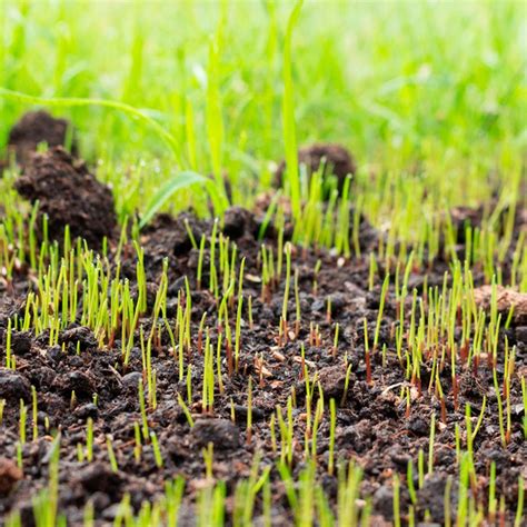 How Long Does Grass Seed Take To Grow