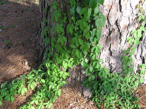 Poison Ivy Identification