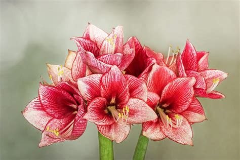 Pink fully Bloomed Amaryllis 
