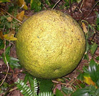 African Breadnut Fruit Plants (Treculia Africana) – veliyathgardens