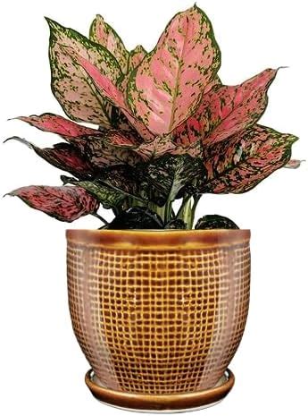 PLANTORI Plant Cachepots, Succulent Pots and Planters, 4 Inch Flower ...