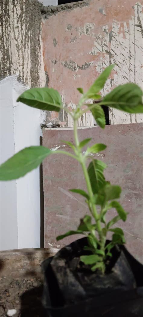 GREEN KRISHNA RAMA TULSI LIVE PLANT WITH POT – HOLY BASIL MEDICINAL ...