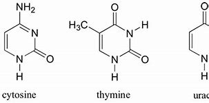 Image result for pyrimidine