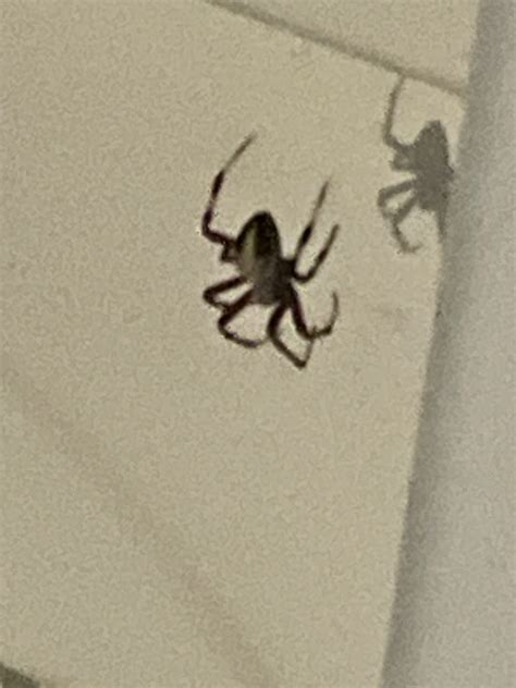 Unidentified spider in Richlands, North Carolina United States
