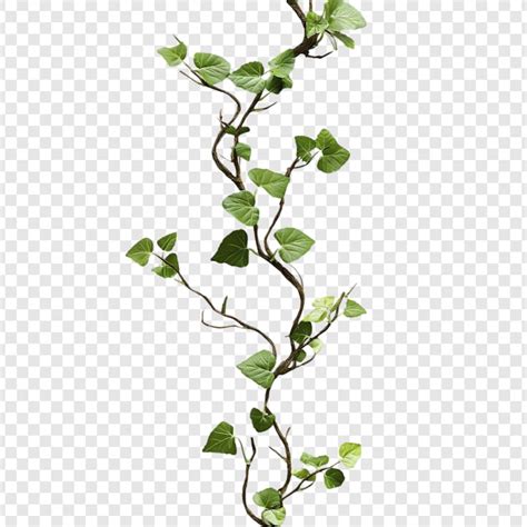 Vine png Images - Free Download on Freepik