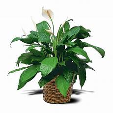 piante da appartamento con fiori bianchi cinco plantas de interior para principiantes flores losan piante da appartamento con fiori bianchi cinco plantas de interior para principiantes flores losan
