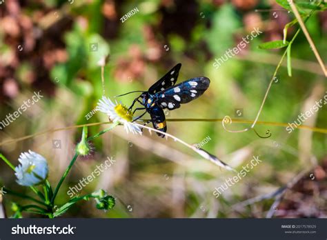 Black Swallowtail Butterfly Yellow Black Coloring Stock Photo ...