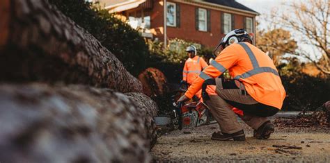 Image result for Tree Rot Infection