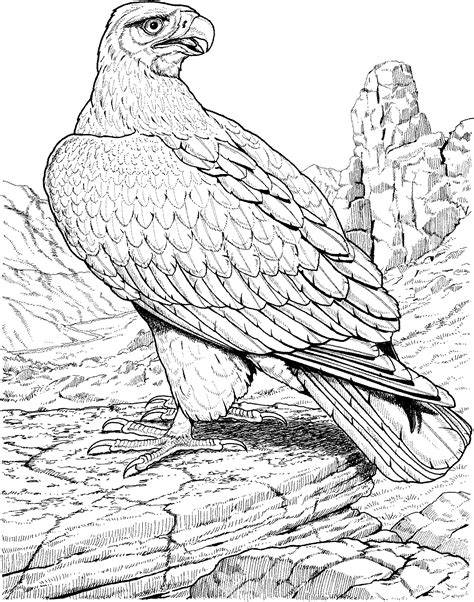 Collection of Eagle Coloring Pages - Free Printable