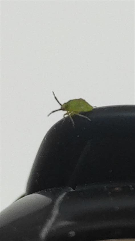 Small green bug found in my living room table in Spain : r/whatbugisthis