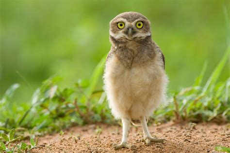 Image result for Baby Owl Springwatch
