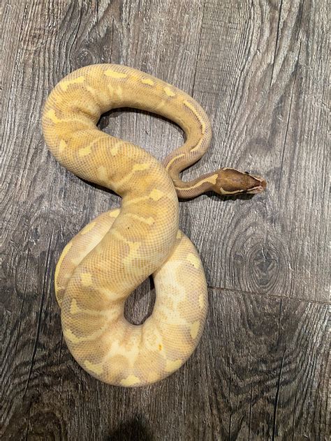 Highway Ball Python 的图像结果