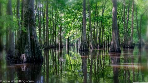 Florida Swamp Photography