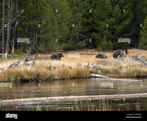 Grizzly bears roam freely in a field eating berries In Yellowstone Park Stock Photo - Alamy