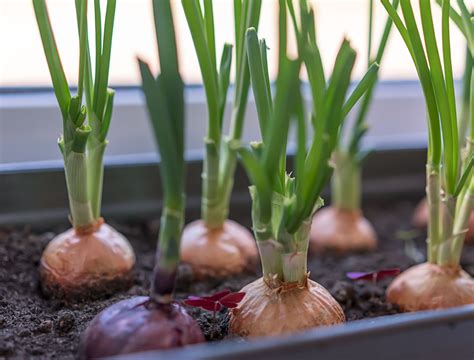How to Grow Onions in Containers