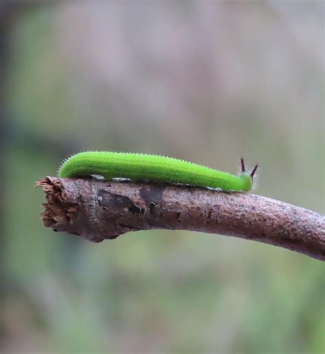Cute little Green caterpillar : r/Entomology