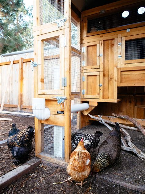 Security for Chicken Coops: Tips for Predator-Proofing and Protecting ...