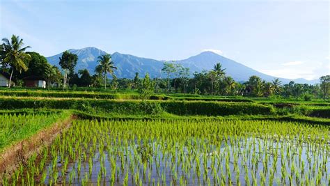 WISMA SOEDJONO HOTEL (Tetebatu) - Lodge Reviews & Photos - Tripadvisor