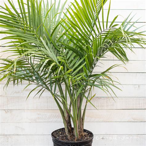 Ravenea rivularis 10in Majesty Palm - Cornell Farm