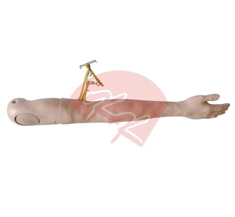 Image result for IV Training Arm Model