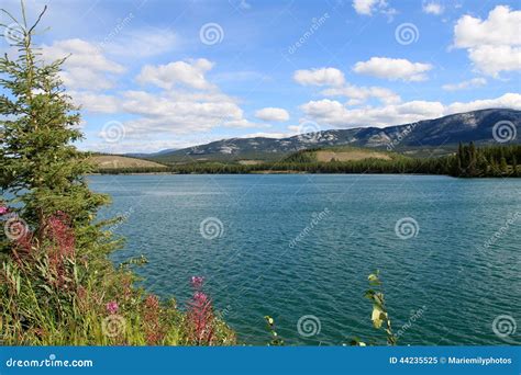 Yukon River, Whitehorse, Yukon, Canada Stock Image - Image of forest ...