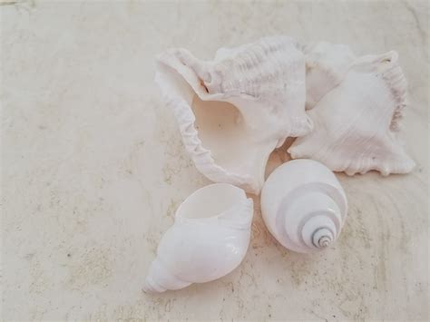 Image result for Marine Shells