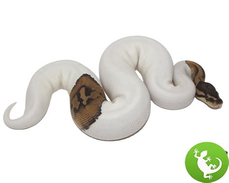 Image result for Pied Python