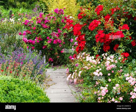 Cottage Garden Flower High Resolution Stock Photography and Images - Alamy