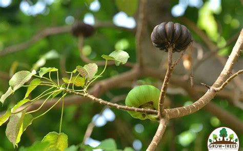 Sand Box Tree Exploding 的图像结果