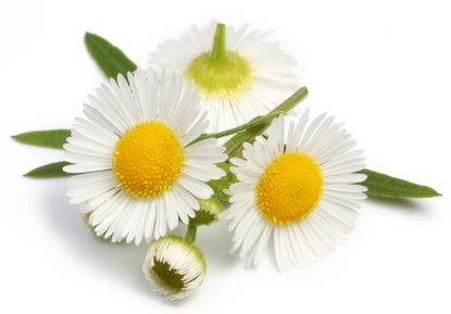 Creative Farmer Herb Seeds For Home Garden - Manzanilla Dulce Kitchen ...