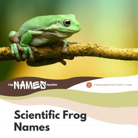 225+ Best Frog Names [Unique, Creative, Cute, Funny & More]