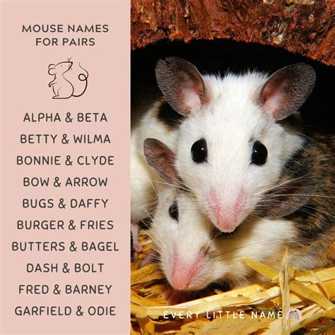 210+ Best Mouse Names (Cute, Clever, and Funny) - Every Little Name