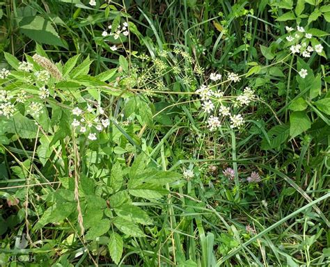 Poison Hemlock vs. Queen Anne's Lace: 8 Differences to Look For