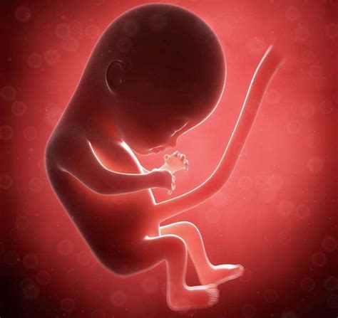 怀孕六个月胎儿图是啥？怀孕六个月注意事项有啥？