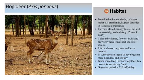 Mammals of pakistan 1 | PPTX