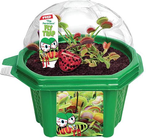 Buy Venus Fly Trap - Fun and Easy to Grow Kids Terrarium Set - Grow Bug ...
