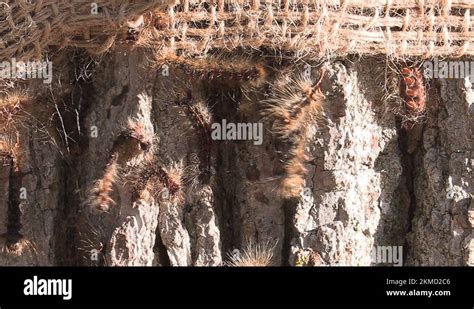 Image result for Gypsy Moth